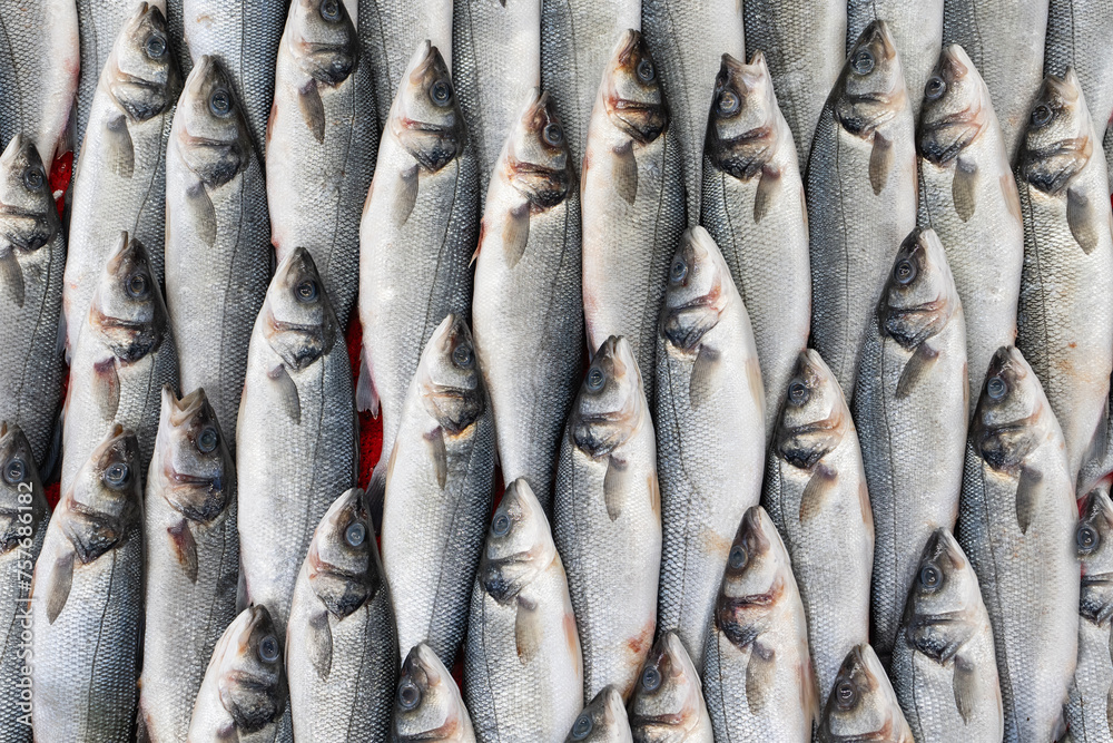 Frozen Symmetrical Fish at Eminonu Fish Market Photo, Eminonu Fatih, Istanbul Turkiye (Turkey) Frozen Symmetrical Fish at Eminonu Fish Market Photo, Eminonu Fatih, Istanbul Turkiye (Turkey)