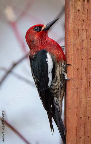 Red Breasted Sapsucker
