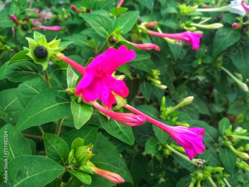 Mirabilis jalapa - Closeup of the peruvian flower, Mirabilis jalapa, blooming.Beautiful purple and yellow flowers of Mirabilis jalapa or The Four o’ Clock in summer garden. Colorful floral background. photo