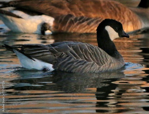 Cackling Goose Swimming with Canada Goose 