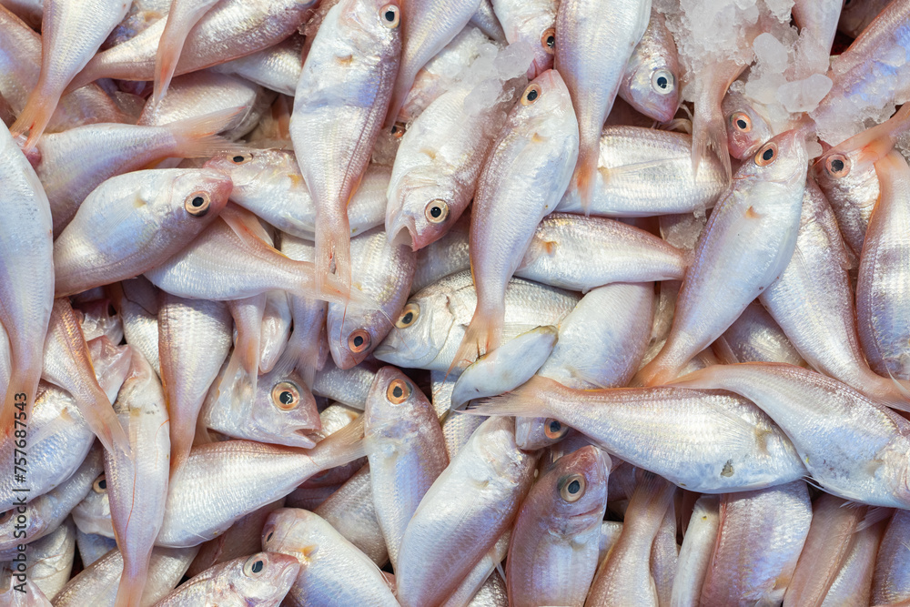 Frozen Symmetrical Fish at Eminonu Fish Market Photo, Eminonu Fatih, Istanbul Turkiye (Turkey)