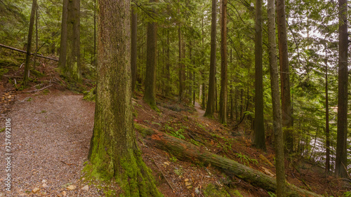 Fototapeta ścieżka drzewa las pejzaż