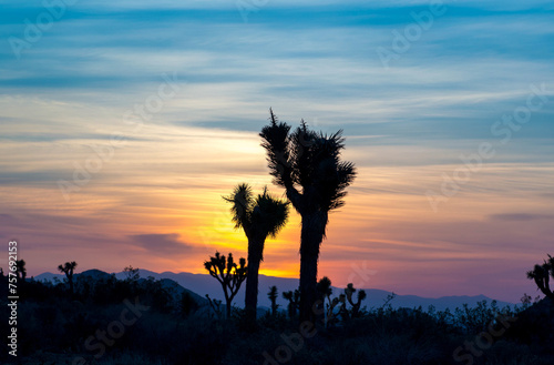 Sunset In the Desert Joshua Tree California 