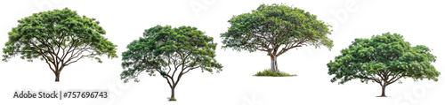 tree png Mahogany Tree Isolated on transparent Background  Exuding Timeless Beauty and Richness