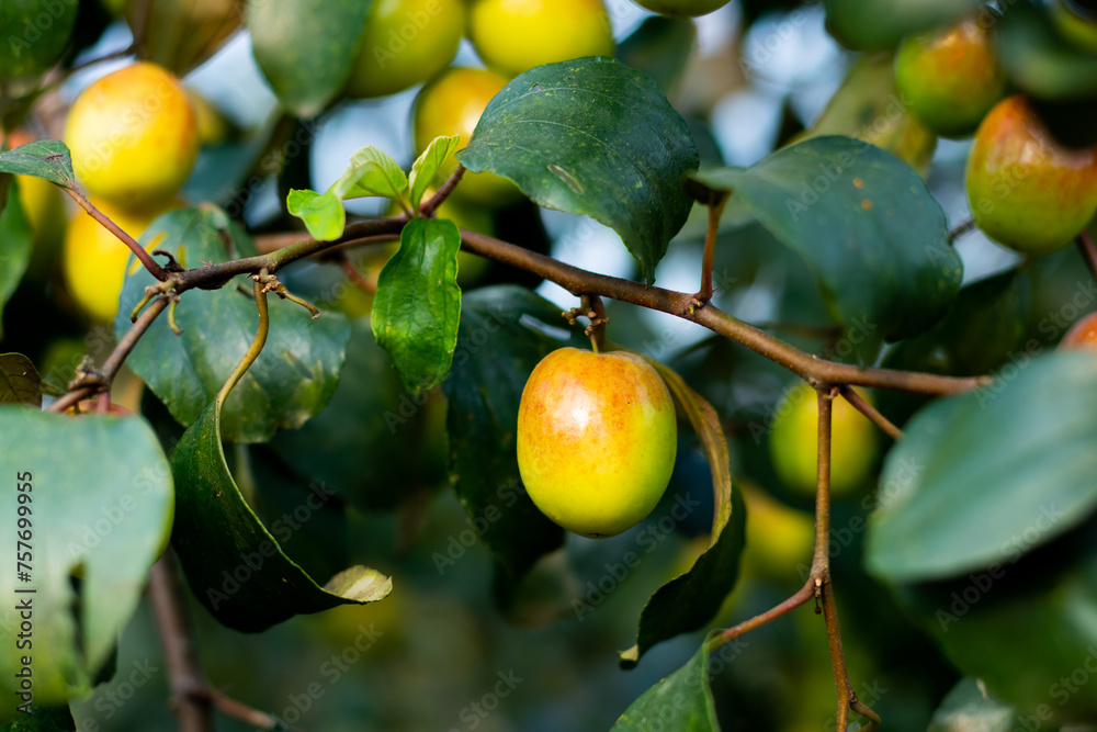 Indian jujube or Apple Ku, boroy fruits possess neuro-protective