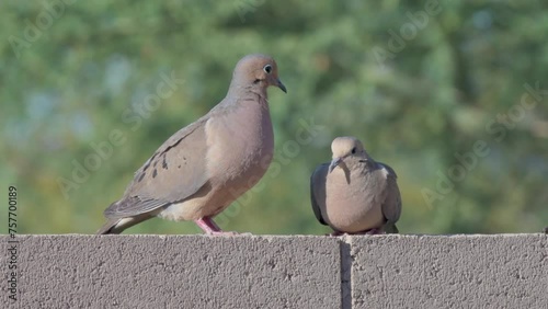 Two Doves on a wall in Arizona. The location is Goodyear, Maricopa County. The time of year is mid-May. This is a mating pair and they are watching the area near their nest. photo