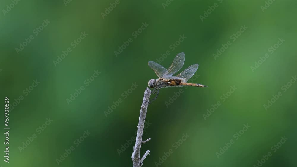 Red Australian Common glider Dragonfly perched windy weather flies away comes back green background Red Australian Common glider Dragonfly perched windy weather flies away comes back green background
