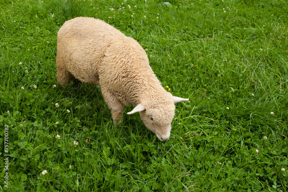 Portrait photograph of ram in a rustic field in Peru. Concept of animals. Portrait photograph of ram in a rustic field in Peru. Concept of animals.