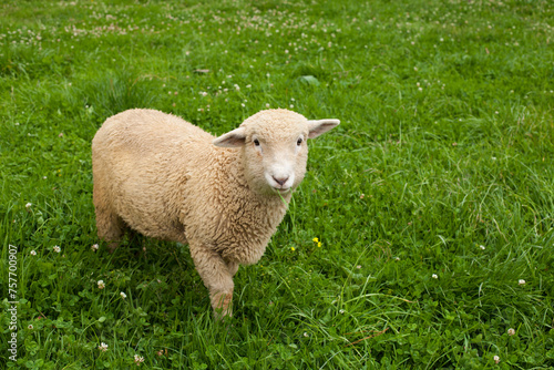 Portrait photograph of ram in a rustic field in Peru. Concept of animals.