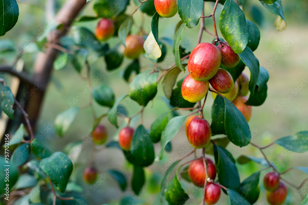 The plum fruit, and bark of jujube have been used in traditional medicine