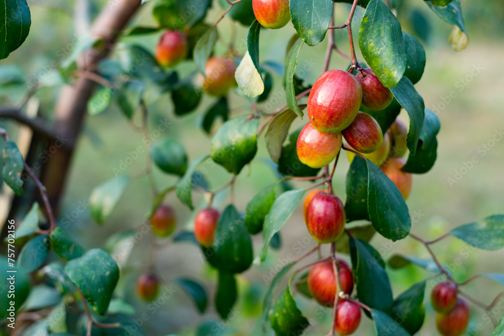 The plum fruit, and bark of jujube have been used in traditional medicine The plum fruit, and bark of jujube have been used in traditional medicine