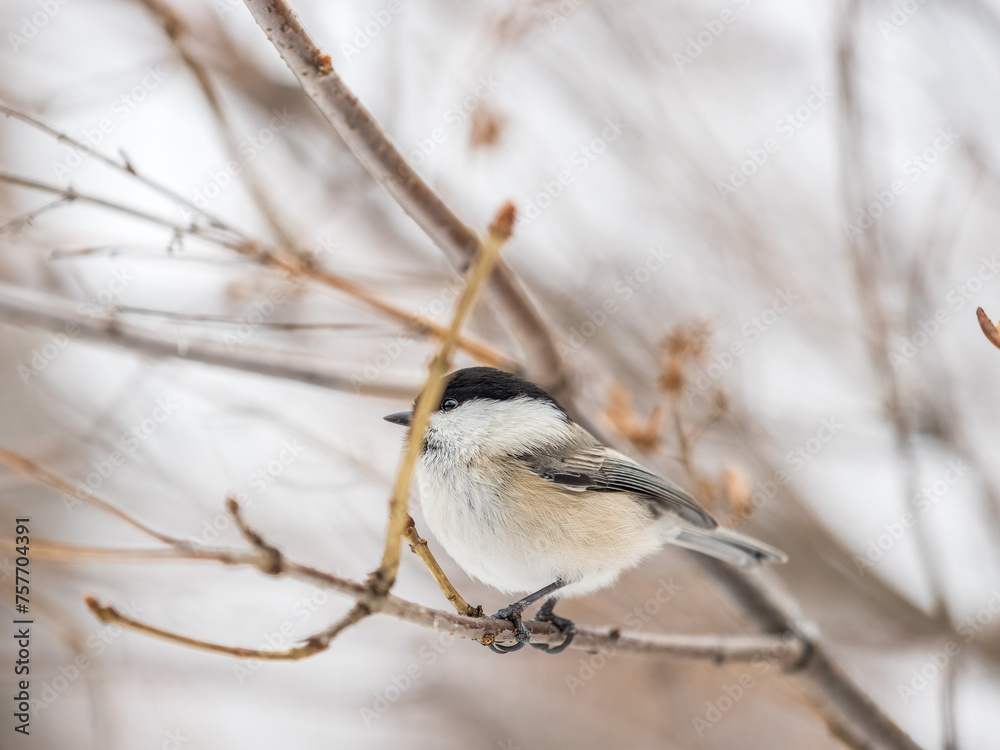 Cute bird the willow tit, song bird sitting on a branch without leaves in the winter. Cute bird the willow tit, song bird sitting on a branch without leaves in the winter.