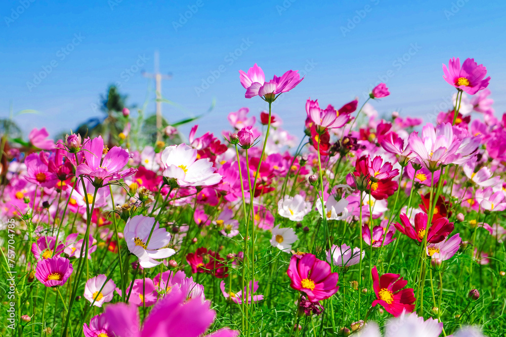 Fototapeta premium Beautiful colorful flower garden.