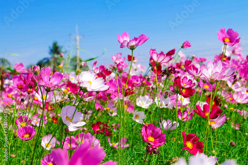 Beautiful colorful flower garden. © Idsaree