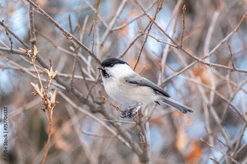 Cute bird the willow tit, song bird sitting on a branch without leaves in the winter. Cute bird the willow tit, song bird sitting on a branch without leaves in the winter.
