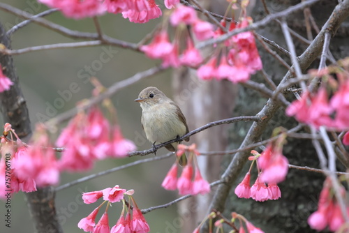 Red-breasted Flycatcher singing in the cherry tree named Kanhizakura photo