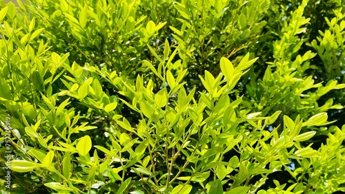 Diospyros buxifolia (Blume) Hiern
 photo