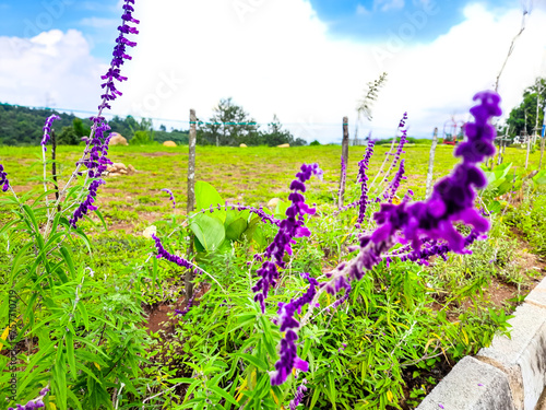 Lavender flowers growing in the garden with a background of green grass and clouds in the hilly area photo