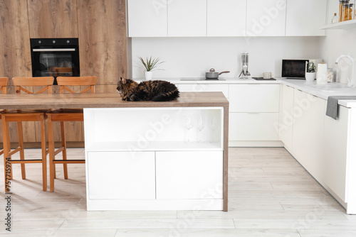 Fluffy cat lying on table i...