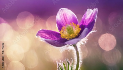 Pulsatilla - Pasque flower (or pasqueflower), wind flower, prairie crocus, Easter flower, and meadow anemone. Early spring flower often to be seen in combination with snow © blackdiamond67