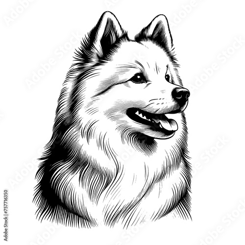 American Eskimo dog portrait. Hand Drawn Pen and Ink. Vector Isolated in White. Engraving vintage style illustration for print, tattoo, t-shirt	