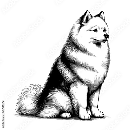 American Eskimo dog sitting. Hand Drawn Pen and Ink. Vector Isolated in White. Engraving vintage style illustration for print, tattoo, t-shirt	