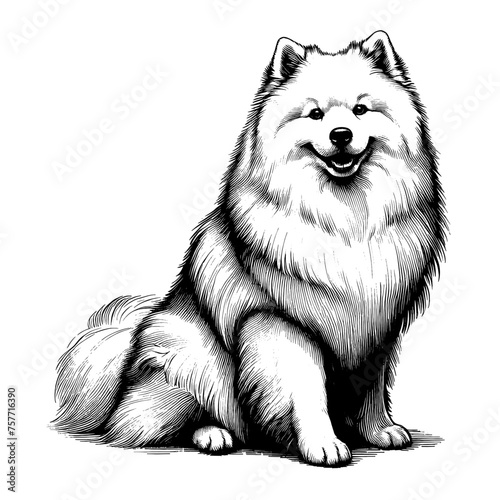 American Eskimo dog sitting. Hand Drawn Pen and Ink. Vector Isolated in White. Engraving vintage style illustration for print, tattoo, t-shirt	