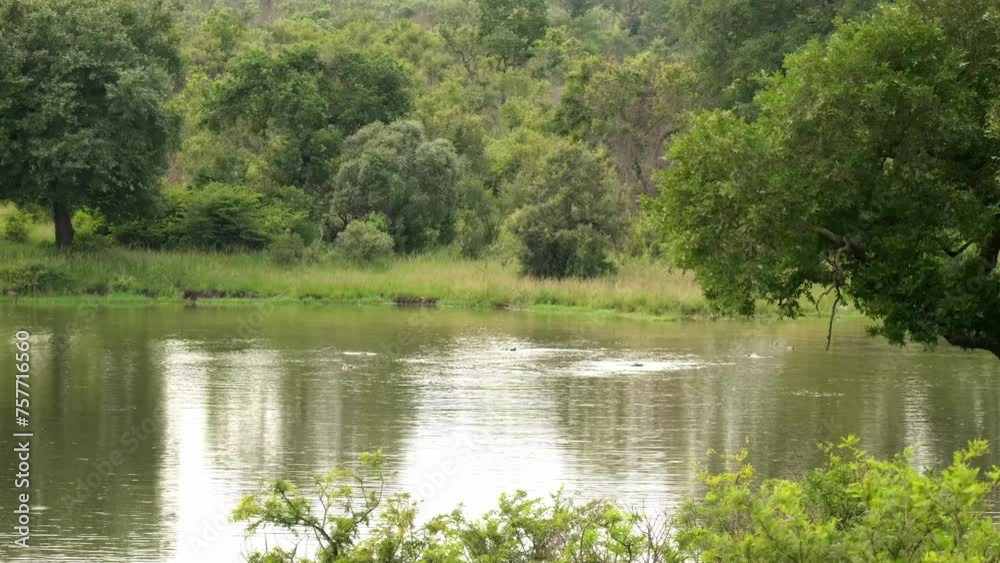 Hippos spouting water together in the wild Hippos spouting water together in the wild