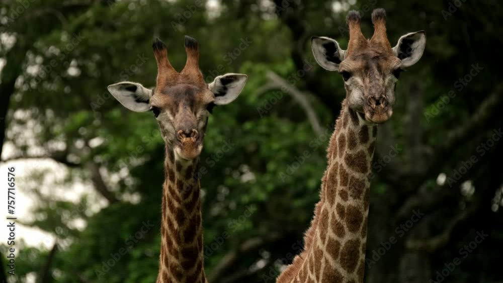 Giraffe looking to camera while chewing Giraffe looking to camera while chewing