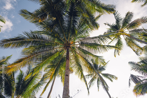 Palm trees and sky on the island