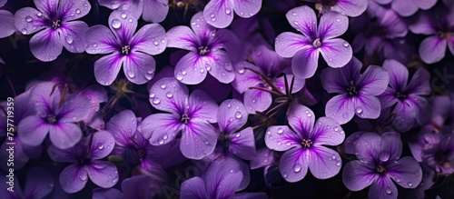 A cluster of vibrant purple flowers, with glistening water droplets, showcasing the beauty of nature. These violet petals belong to a flowering plant, adding a touch of magenta to the groundcover © 2rogan