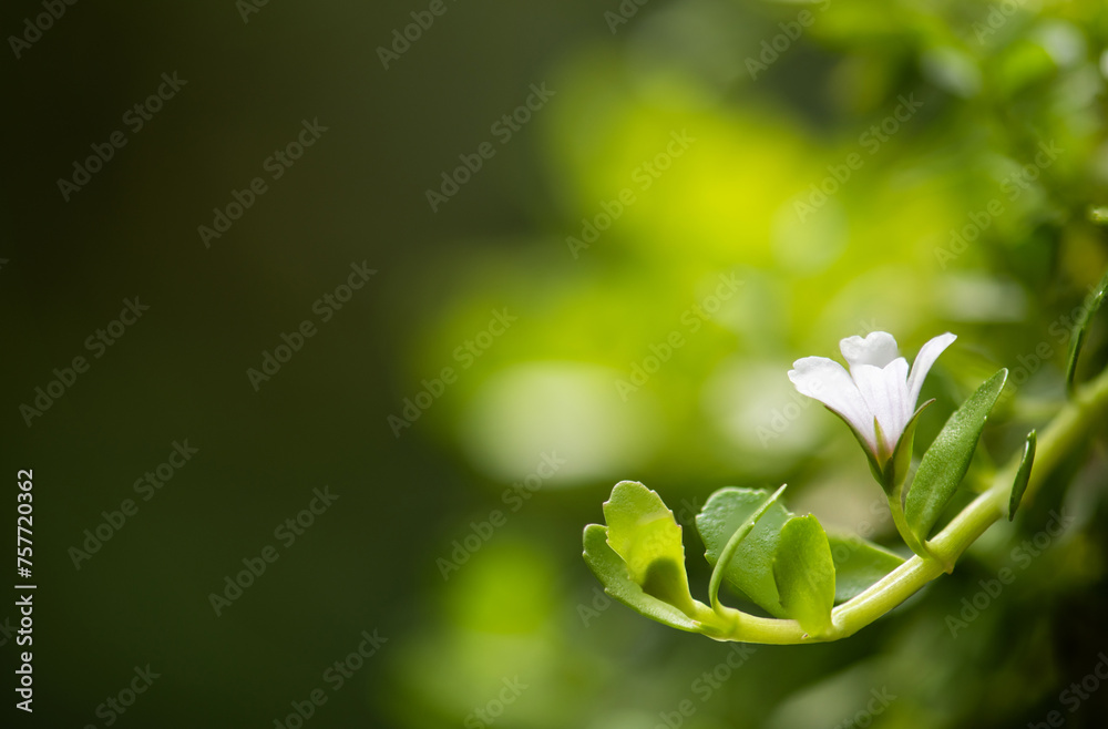 Brahmi or bacopa monnieri flower and green leaves on natural background. Brahmi or bacopa monnieri flower and green leaves on natural background.