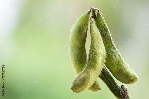 Green Japanese Soybean or Cajanus cajan fruits on natural background.