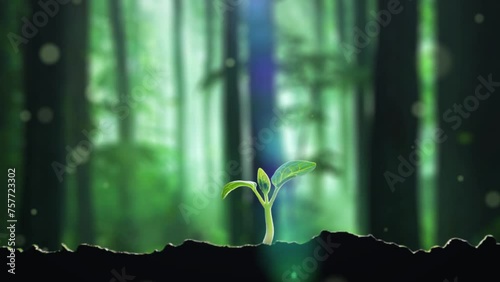 Forest grass takes root and sprouts