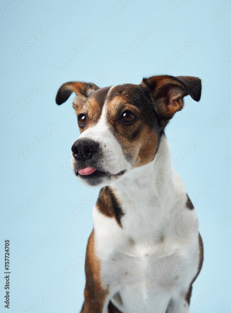 A poised mixed-breed dog poses against a soft blue backdrop, its playful character captured in a candid moment