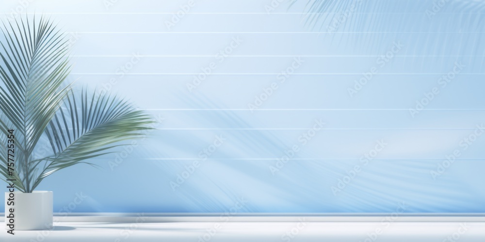 White wall with blue background and palm tree in white pot White wall with blue background and palm tree in white pot