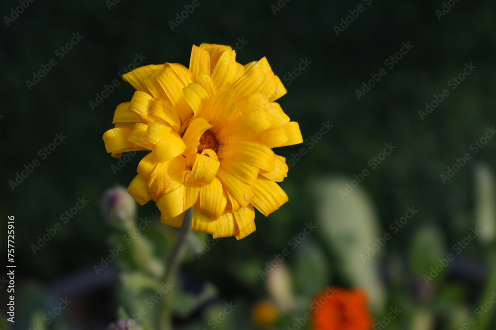Obraz premium yellow Calendula officinalis flower in garden, Pot Marigold, Ruddles, Mary's gold or Scotch marigold is a flowering plant in the daisy family Asteraceae, Calendula flower closeup