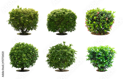 Collection Pruning trees, ornamental plants trees and bonsai of shrubs or bushes for garden decoration. (bush, shrub) On white background. (png) Total 4 trees.