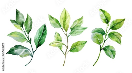 Three green leaves are shown in row