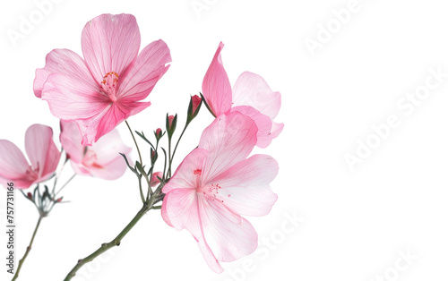 Lovely Pink Petal Bloom isolated on transparent Background