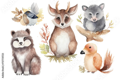 squirrel reindeer animals raccoon hedgehog forest watercolor illustrations cute watercolor owl