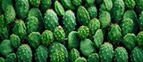 A collection of terrestrial plant organisms, including green cacti, are stacked on top of each other. These natural foods produce beautiful flowers and serve as local food sources
