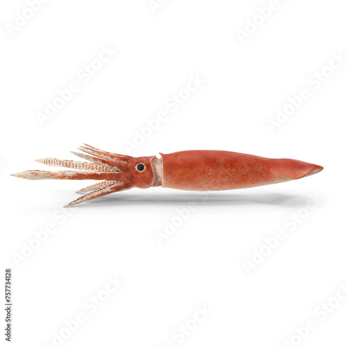 Arrow Squid