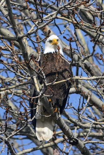 Bald Eagle Giving the Eagle Eye