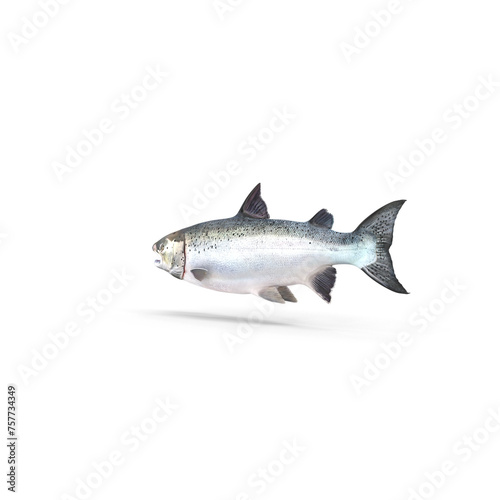 Atlantic Salmon Fish