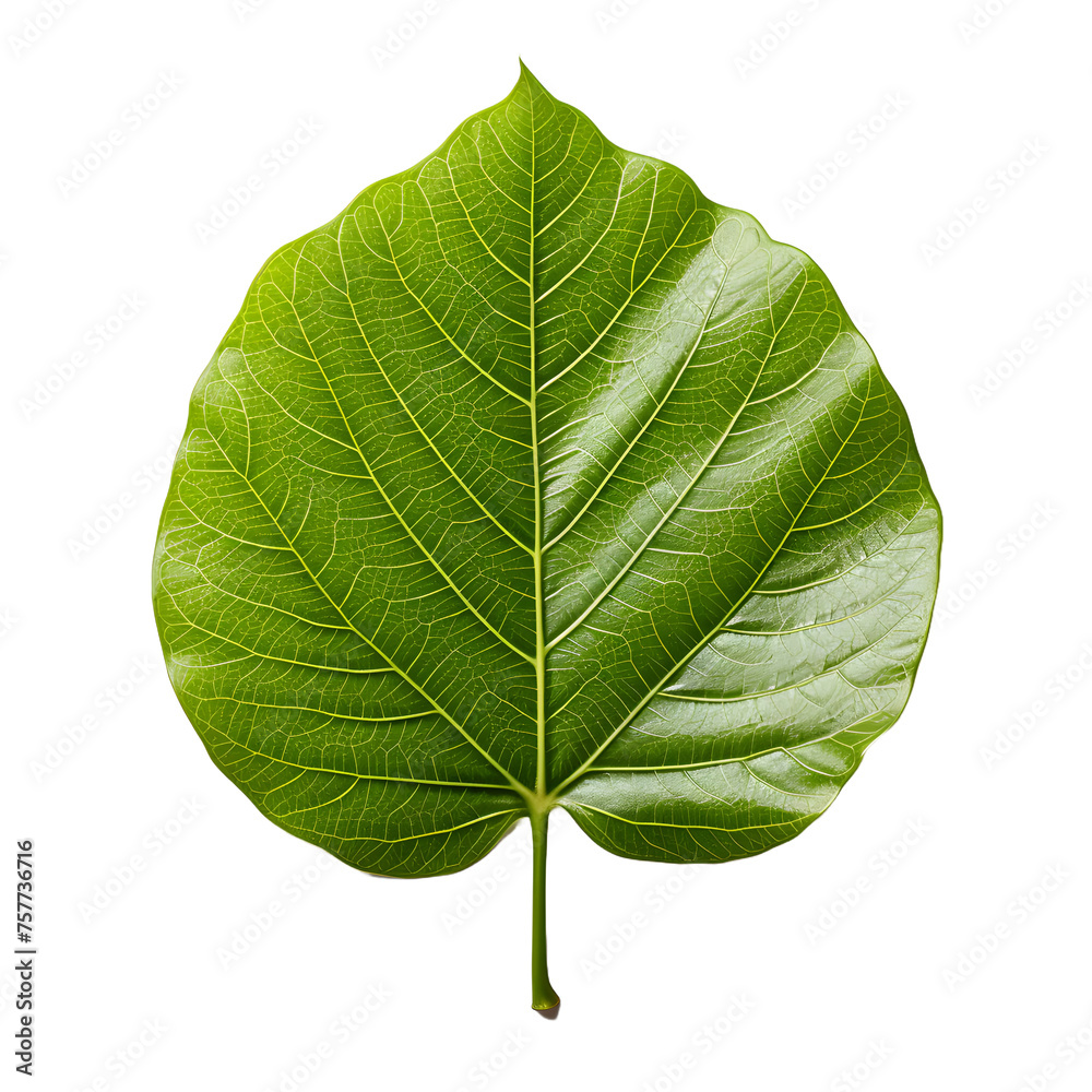 Fresh Green Bodhi Leaf Isolated on a Transparent Background Fresh Green Bodhi Leaf Isolated on a Transparent Background