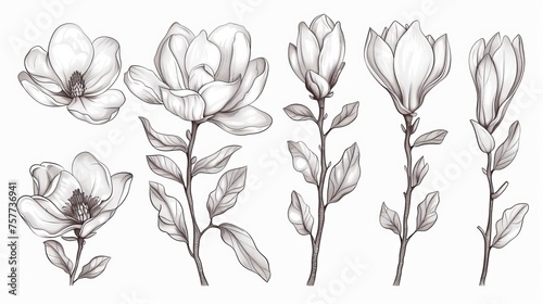 The Sketch Floral Botany Collection features Magnolia flower drawings. Black and white with line art on white backgrounds  these illustrations are hand drawn to create a unique look. They are modern