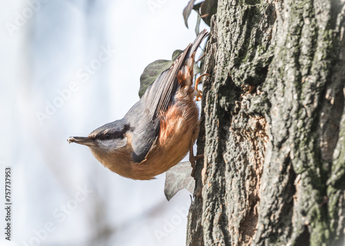 kowalik lub bargiel (Sitta europaea) – gatunek niewielkiego osiadłego ptaka z rodziny kowalików (Sittidae) photo