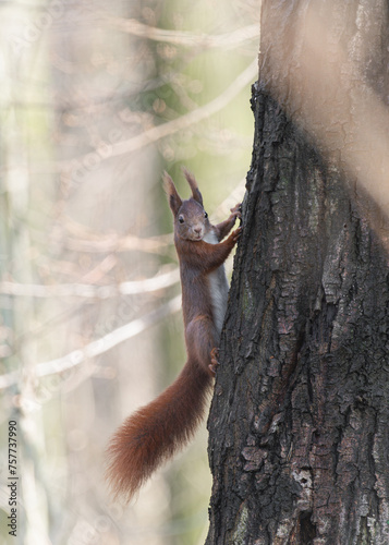 wiewiórka ruda (Sciurus vulgaris) w wiosennym lesie na drzewie