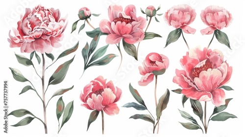 Painting Pink Watercolor Peonies Flowers in Modern Format